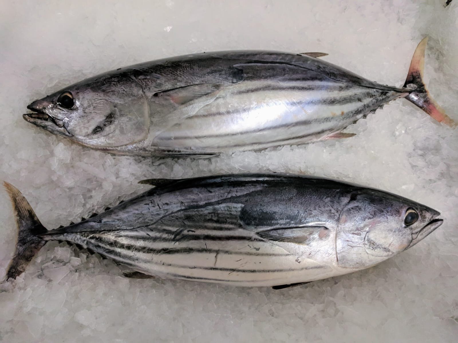  Skipjack Tuna